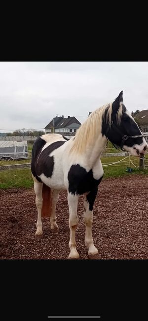 Verkaufe Tinker-Mix Wallach und Pony Gespann, Leony , Pferd kaufen, Büchenbeuren