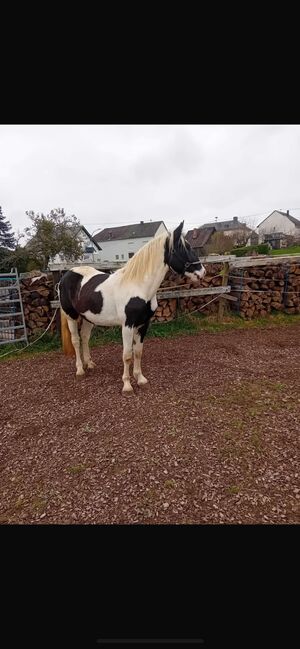 Verkaufe Tinker-Mix Wallach und Pony Gespann, Leony , Pferd kaufen, Büchenbeuren, Abbildung 2