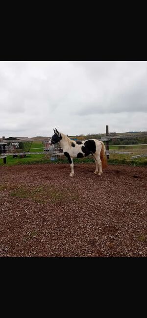 Verkaufe Tinker-Mix Wallach und Pony Gespann, Leony , Pferd kaufen, Büchenbeuren, Abbildung 4