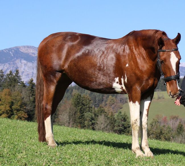 Verkaufe Tolle KWPN Stute, Lucky, Pferd kaufen, Windischgarsten, Abbildung 7