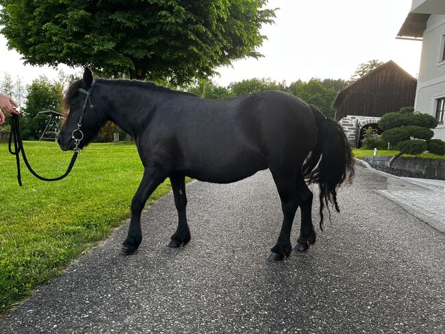 Verkaufe wunderschöne Shettlandpony-Stute, Teresa Hraba, Pferd kaufen, Lasberg