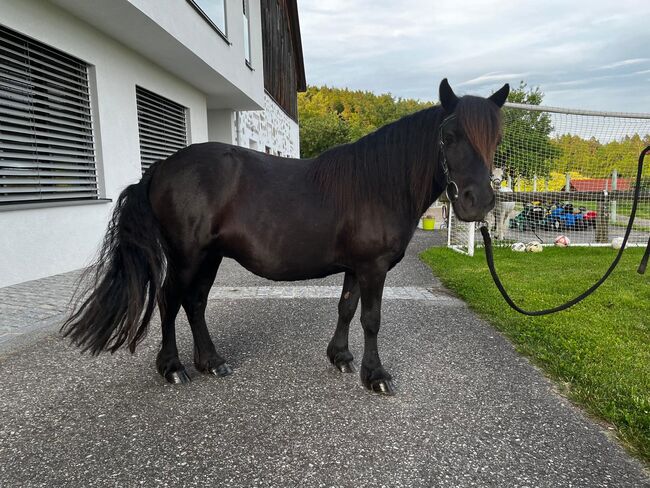 Verkaufe wunderschöne Shettlandpony-Stute, Teresa Hraba, Pferd kaufen, Lasberg, Abbildung 3