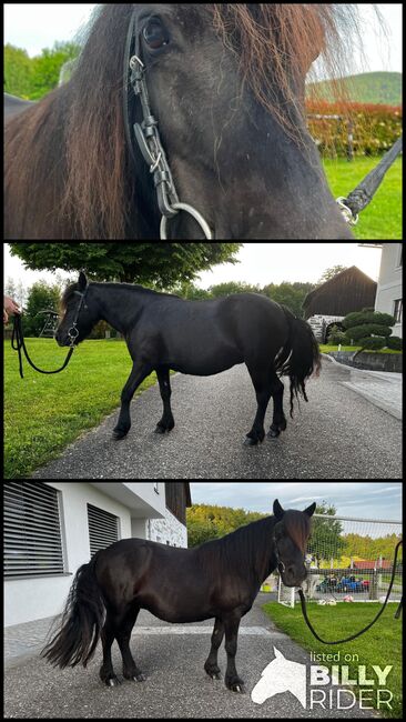 Verkaufe wunderschöne Shettlandpony-Stute, Teresa Hraba, Pferd kaufen, Lasberg, Abbildung 4