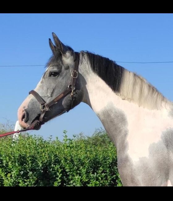 For sale jump horses in Hungária, Kelly palag , Pferd kaufen, Szarvas, Abbildung 2