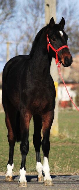 For sale jump horses in Hungária, Kelly palag , Pferd kaufen, Szarvas