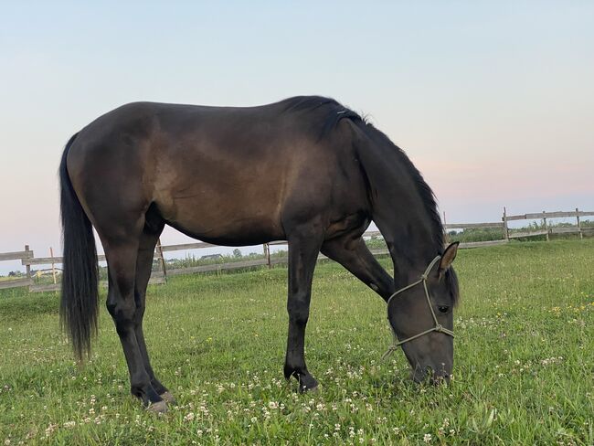 Verkaufsanzeige – Österreichisches Warmblut x Württemberger Warmblut, First Edition , Pferd kaufen, Wien, Donaustadt, Abbildung 3