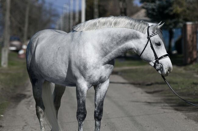 VERKAUFT/SOLD, Bercog HSH Sport/Freizeitpferde, Horses For Sale, Békésszentandrás, Image 2