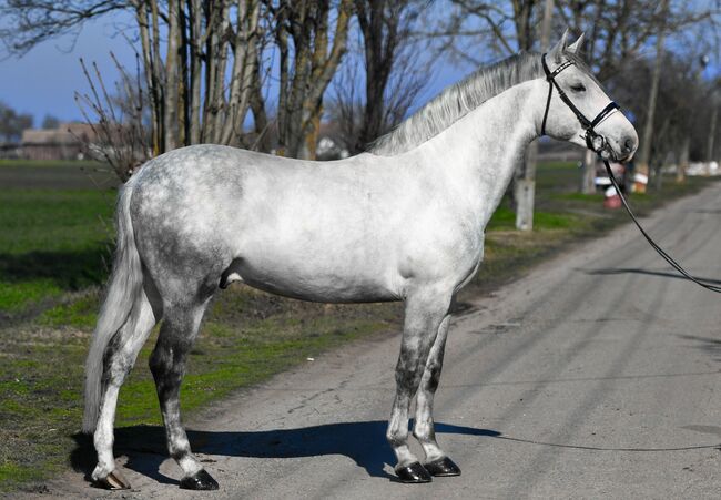 VERKAUFT/SOLD, Bercog HSH Sport/Freizeitpferde, Horses For Sale, Békésszentandrás, Image 3