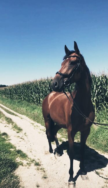 Verkaufe Hannover-Stute Names Livie, Vivian Stickler , Horses For Sale, Linz