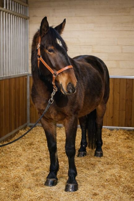 Verkaufen lipizzaner mix, Károly , Horses For Sale, Kecskemét 