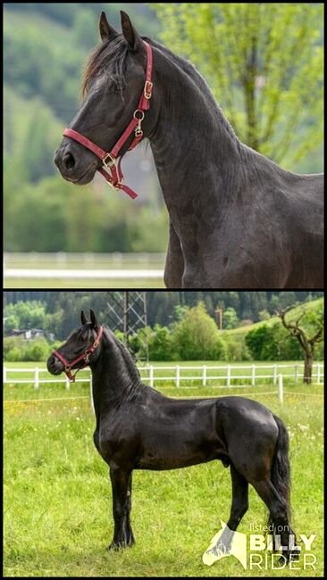 Verkaufsperd Obama 3 Jahre Friesenhengst, Hollaus Hannes, Horses For Sale, Stumm im Zillertal, Image 3