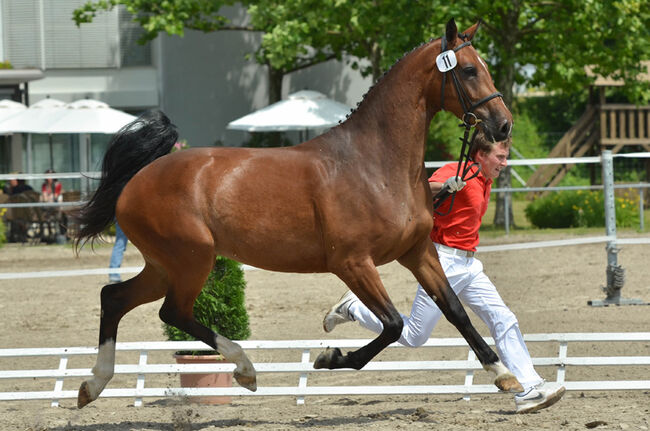 Verlässliche und Leistungsfähige Stute zu Verkauf, Jasmin Hatebur, Horses For Sale, Buonas, Image 3