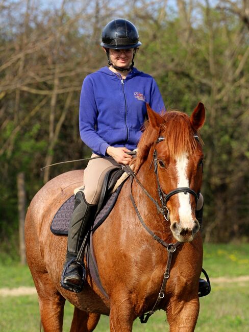 Verlässlicher Kisbéri-Wallach - ideales Hobbypferd für Freizeit & Gelände, Carina, Pferd kaufen, Per