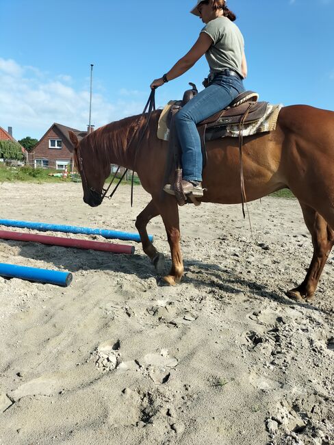 Verlässlicher Quarter Horse Wallach - Ein echter Freund fürs Leben, Kerstin Rehbehn (Pferdemarketing Ost), Pferd kaufen, Nienburg, Abbildung 10