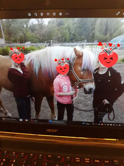 Verlass Stute Haflinger, Bianca, Pferd kaufen, Schletz