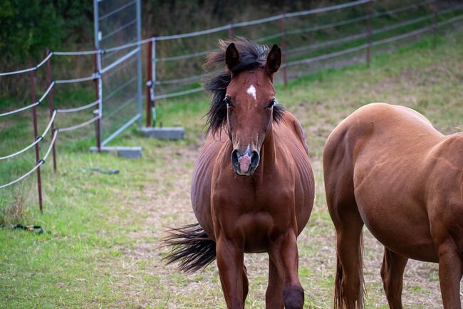 Verlasspferd von morgen - charmanter Quarter Horse Jährling sucht Zukunftsplatz, Kerstin Rehbehn (Pferdemarketing Ost), Pferd kaufen, Nienburg, Abbildung 4