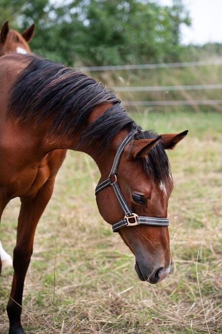 Verlasspferd von morgen - charmanter Quarter Horse Jährling sucht Zukunftsplatz, Kerstin Rehbehn (Pferdemarketing Ost), Pferd kaufen, Nienburg, Abbildung 3