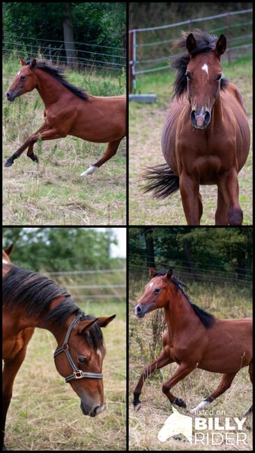 Verlasspferd von morgen - charmanter Quarter Horse Jährling sucht Zukunftsplatz, Kerstin Rehbehn (Pferdemarketing Ost), Pferd kaufen, Nienburg, Abbildung 6