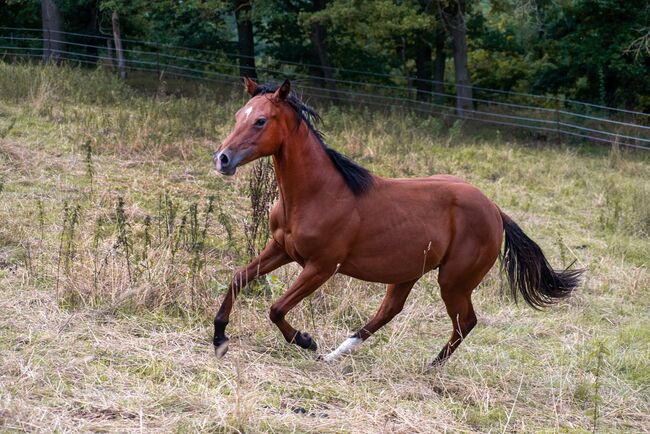 Verlasspferd von morgen - charmanter Quarter Horse Jährling sucht Zukunftsplatz, Kerstin Rehbehn (Pferdemarketing Ost), Pferd kaufen, Nienburg, Abbildung 5