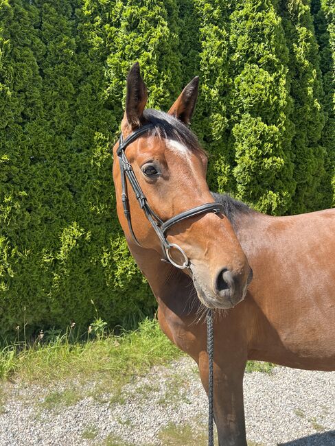Verlasspferd sucht Traumzuhause, Hannah, Pferd kaufen, Bischofshofen, Abbildung 2