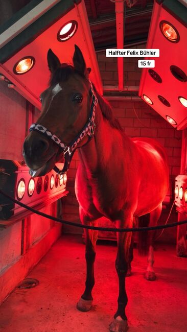 Verlaufe halfter 🦙, Krämer  Neuwertig , sophia, Halfter, Fehraltorf 