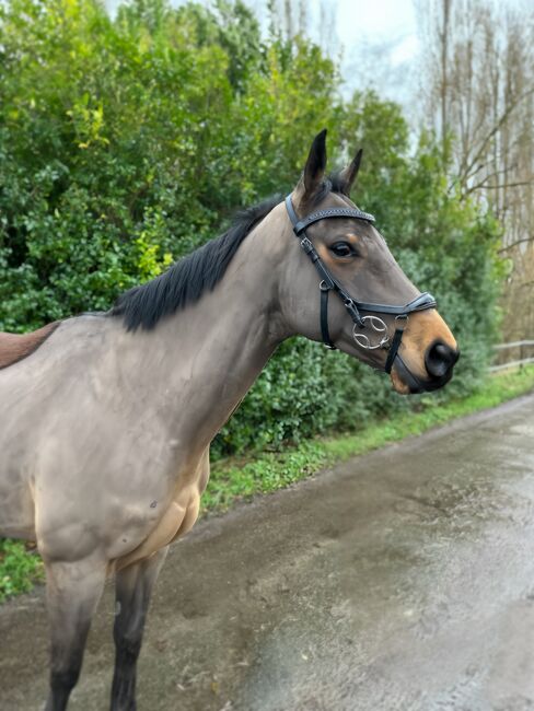 Vielseitiger 5-jähriger Wallach mit goldenem Charakter, mai-lan thissen, Horses For Sale, halsteren