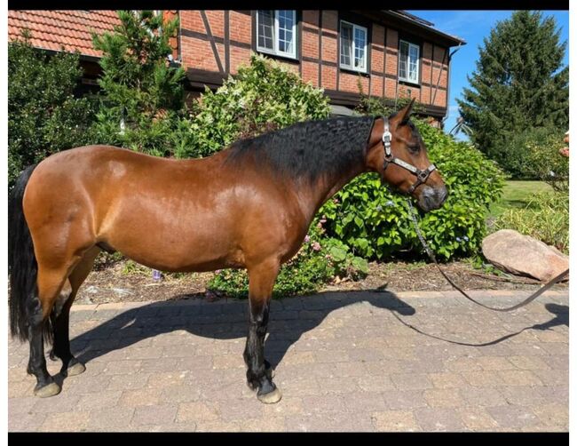 Im hengsttyp stehender, vielseitig gerittener Connemara Wallach, Kerstin Rehbehn (Pferdemarketing Ost), Horses For Sale, Nienburg, Image 3