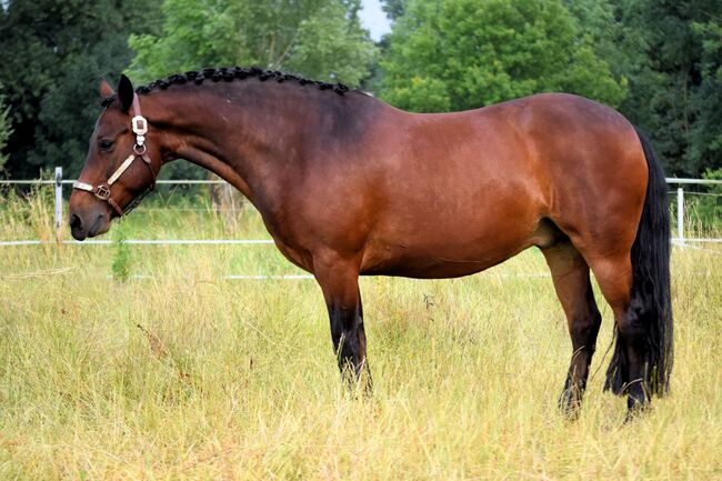 Im hengsttyp stehender, vielseitig gerittener Connemara Wallach, Kerstin Rehbehn (Pferdemarketing Ost), Horses For Sale, Nienburg, Image 5