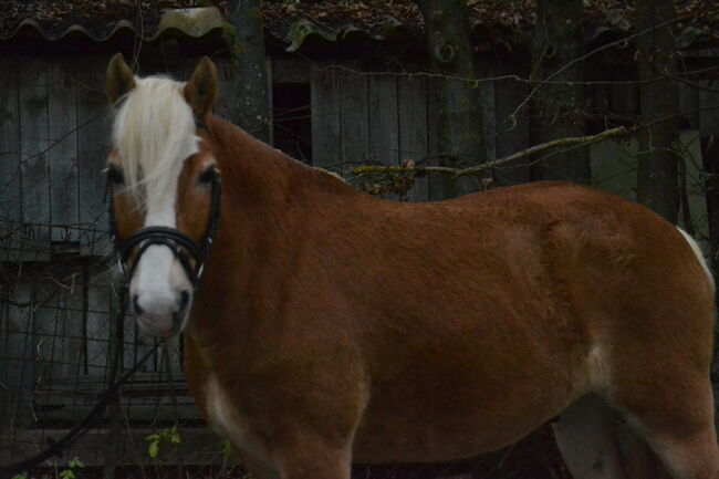 Vielseitiger, gefahrener Haflinger sucht neues Zuhause, F.L, Horses For Sale, Würzburg, Image 2