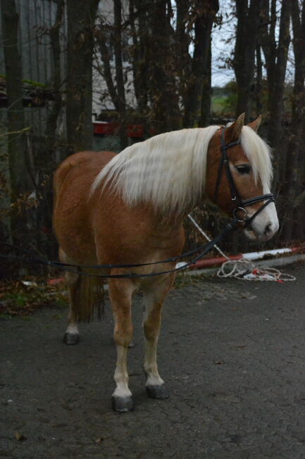 Vielseitiger, gefahrener Haflinger sucht neues Zuhause, F.L, Horses For Sale, Würzburg, Image 4