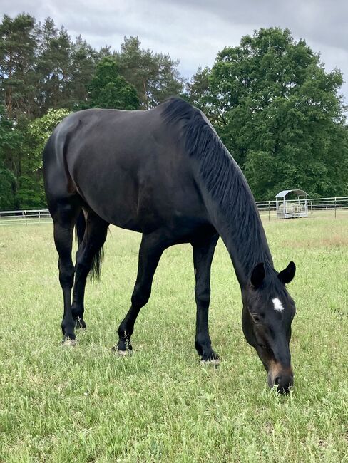 Vielseitiger Wallach sucht erfahrene Hände zur Förderung, Anika, Horses For Sale, Am Mellensee, Image 2