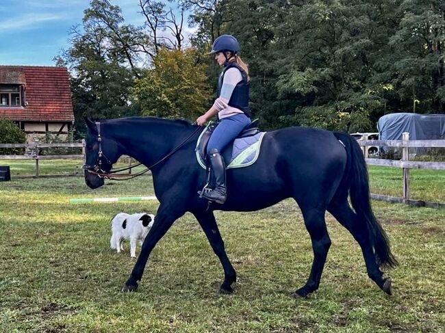 Vielseitiger Wallach sucht erfahrene Hände zur Förderung, Anika, Horses For Sale, Am Mellensee, Image 3
