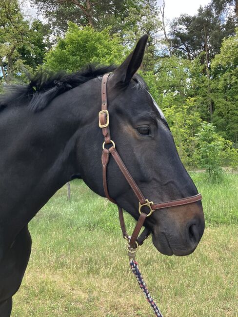 Vielseitiger Wallach sucht erfahrene Hände zur Förderung, Anika, Horses For Sale, Am Mellensee, Image 4