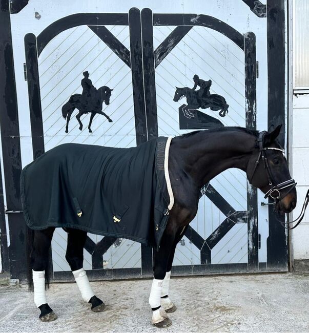 Vielseitiger Wallach sucht erfahrene Hände zur Förderung, Anika, Horses For Sale, Am Mellensee