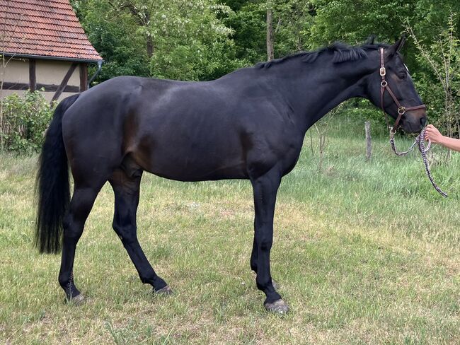 Vielseitiger Wallach sucht erfahrene Hände zur Förderung, Anika, Horses For Sale, Am Mellensee, Image 2