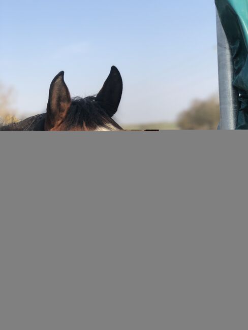 vielseitige Stute, Kronwitter Petra , Horses For Sale, Mainbernheim, Image 3