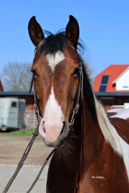 vielseitige Stute, Kronwitter Petra , Horses For Sale, Mainbernheim, Image 4