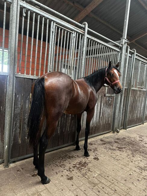Vielseitiger Quarter Horse Stutjährling mit tollem Charakter, Kerstin Rehbehn (Pferdemarketing Ost), Horses For Sale, Nienburg, Image 3