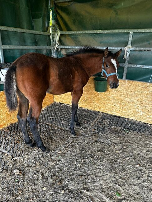 Vielseitiger Quarter Horse Stutjährling mit tollem Charakter, Kerstin Rehbehn (Pferdemarketing Ost), Horses For Sale, Nienburg, Image 12