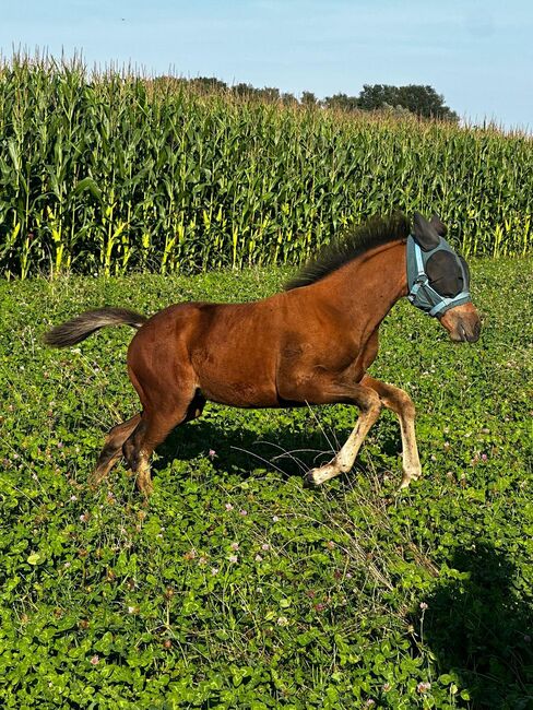 Vielseitiger Quarter Horse Stutjährling mit tollem Charakter, Kerstin Rehbehn (Pferdemarketing Ost), Horses For Sale, Nienburg, Image 10