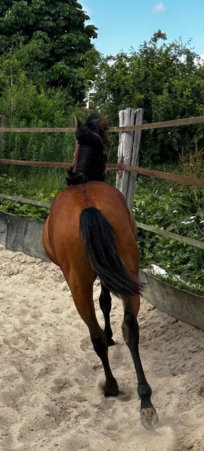 Vielseitiger Quarter Horse Stutjährling mit tollem Charakter, Kerstin Rehbehn (Pferdemarketing Ost), Horses For Sale, Nienburg, Image 5