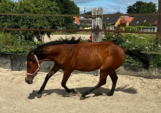 Vielseitiger Quarter Horse Stutjährling mit tollem Charakter, Kerstin Rehbehn (Pferdemarketing Ost), Horses For Sale, Nienburg, Image 3