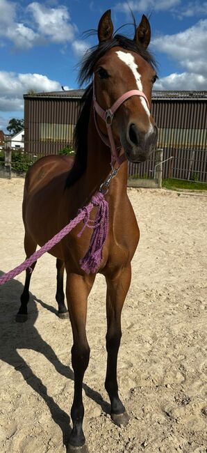 Vielseitiger Quarter Horse Stutjährling mit tollem Charakter, Kerstin Rehbehn (Pferdemarketing Ost), Horses For Sale, Nienburg, Image 7