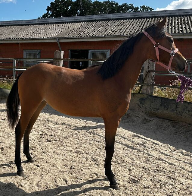 Vielseitiger Quarter Horse Stutjährling mit tollem Charakter, Kerstin Rehbehn (Pferdemarketing Ost), Horses For Sale, Nienburg, Image 9