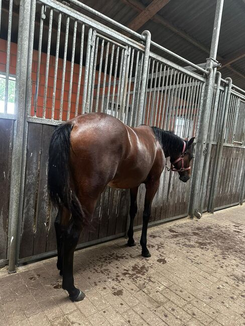 Vielseitiger Quarter Horse Stutjährling mit tollem Charakter, Kerstin Rehbehn (Pferdemarketing Ost), Horses For Sale, Nienburg, Image 2