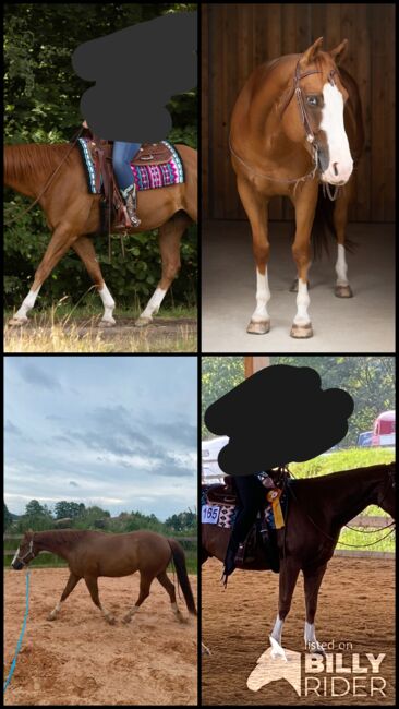 Vielseitiger Quarter Horse Wallach mit tollem Mind, Kerstin Rehbehn (Pferdemarketing Ost), Horses For Sale, Nienburg, Image 10