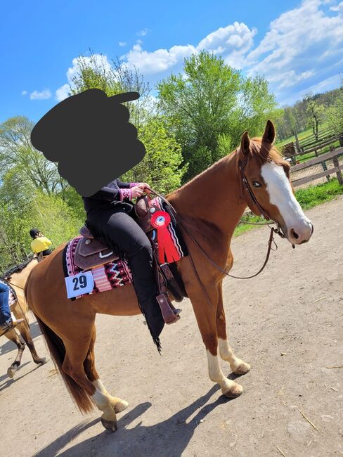 Vielseitiger Quarter Horse Wallach mit tollem Mind, Kerstin Rehbehn (Pferdemarketing Ost), Horses For Sale, Nienburg, Image 6