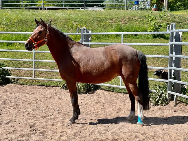 vielseitig einsetzbare Reitpony Stute, Kerstin Rehbehn (Pferdemarketing Ost), Horses For Sale, Nienburg