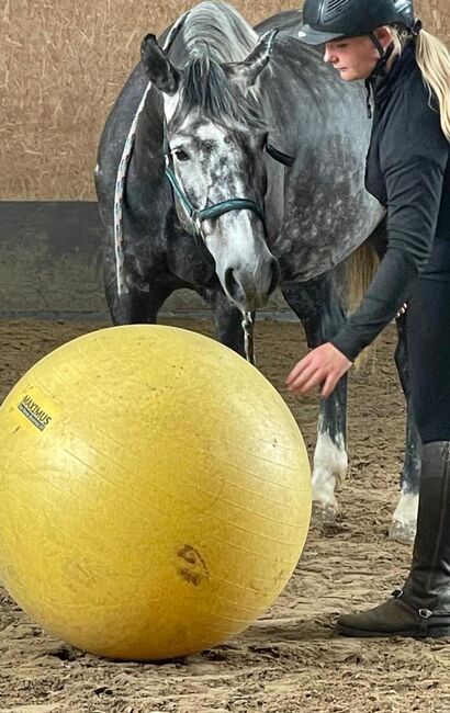 Vielseitig einsetzbarer, kräftiger Wallach abzugeben, Kerstin Rehbehn (Pferdemarketing Ost), Horses For Sale, Nienburg, Image 4