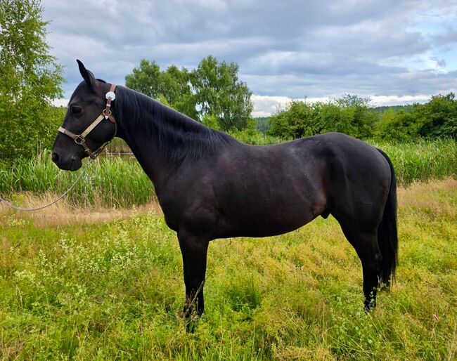 Vielseitiger, talentierter Quarter Horse Wallach mit bester Ranchhorse-Abstammung, Kerstin Rehbehn (Pferdemarketing Ost), Horses For Sale, Nienburg, Image 3